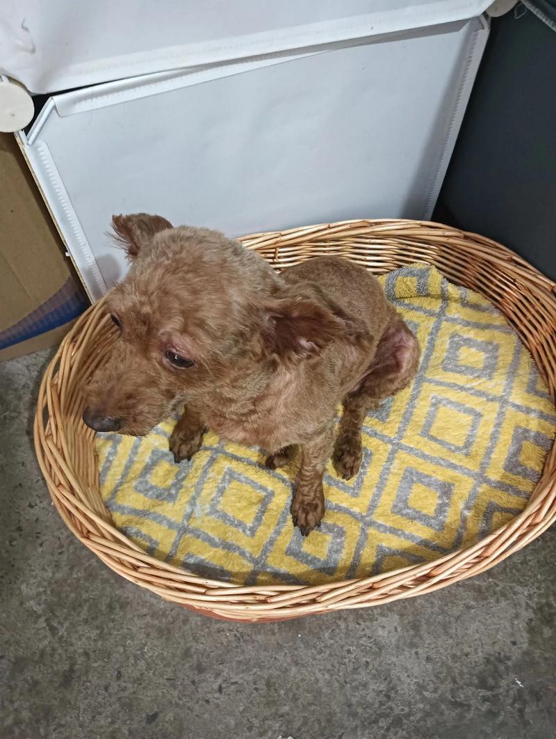 泰迪狗怎么去口臭