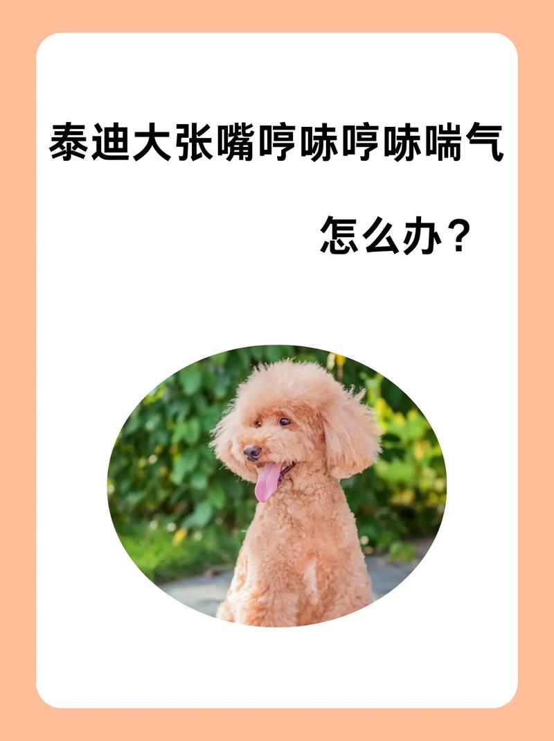 泰迪狗嘴巴臭怎么办
