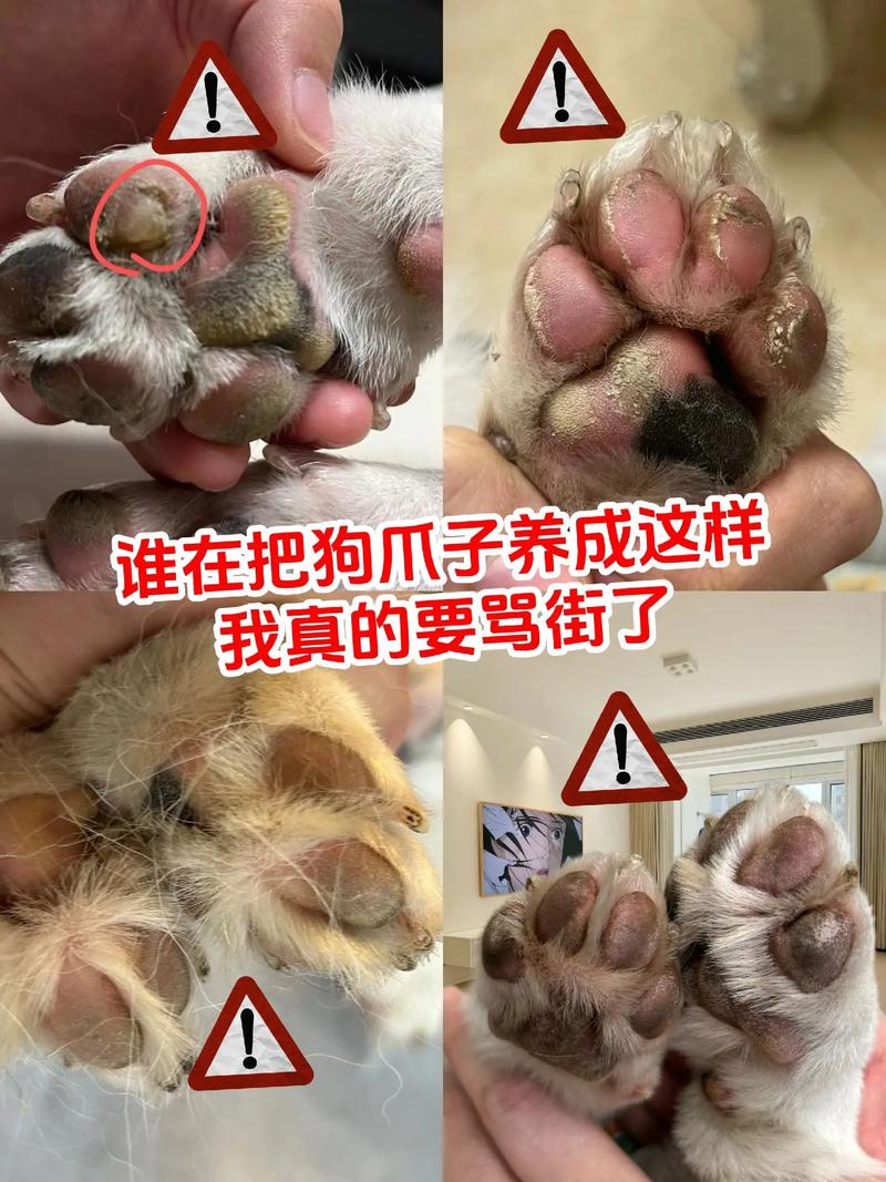 狗爪干裂擦什么好
