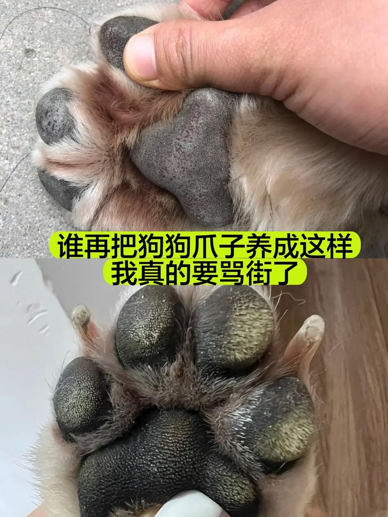 狗脚垫干裂硬化怎么办