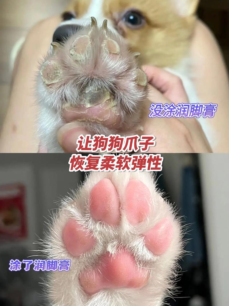 狗脚掌干裂粗糙