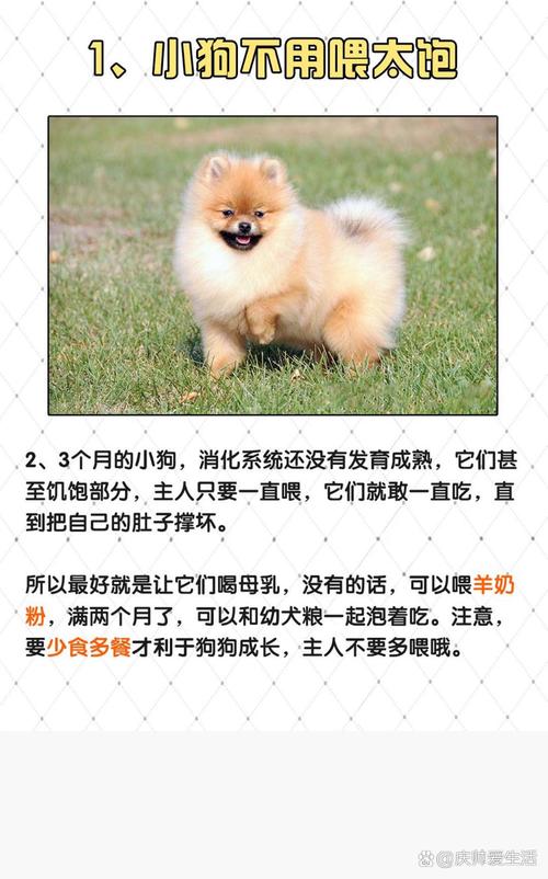 狗狗太瘦,如何“增肌”?