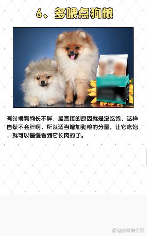 狗狗得细小可以喝什么?羊奶能喝吗?