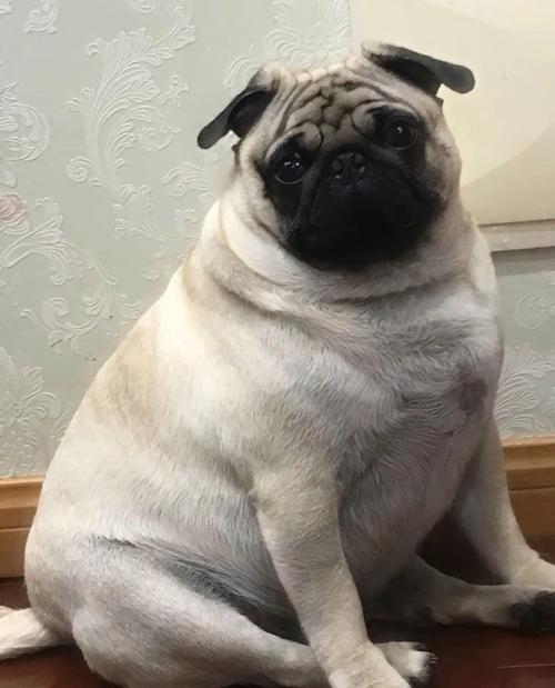 狗狗减肥食谱一周瘦10斤