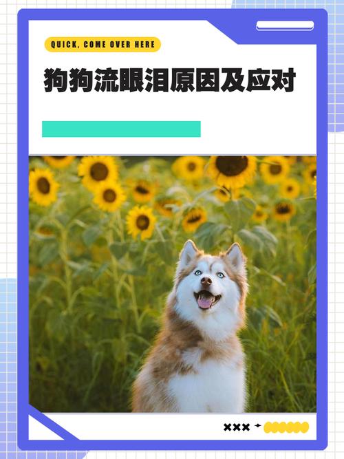 狗狗流眼泪的六大原因