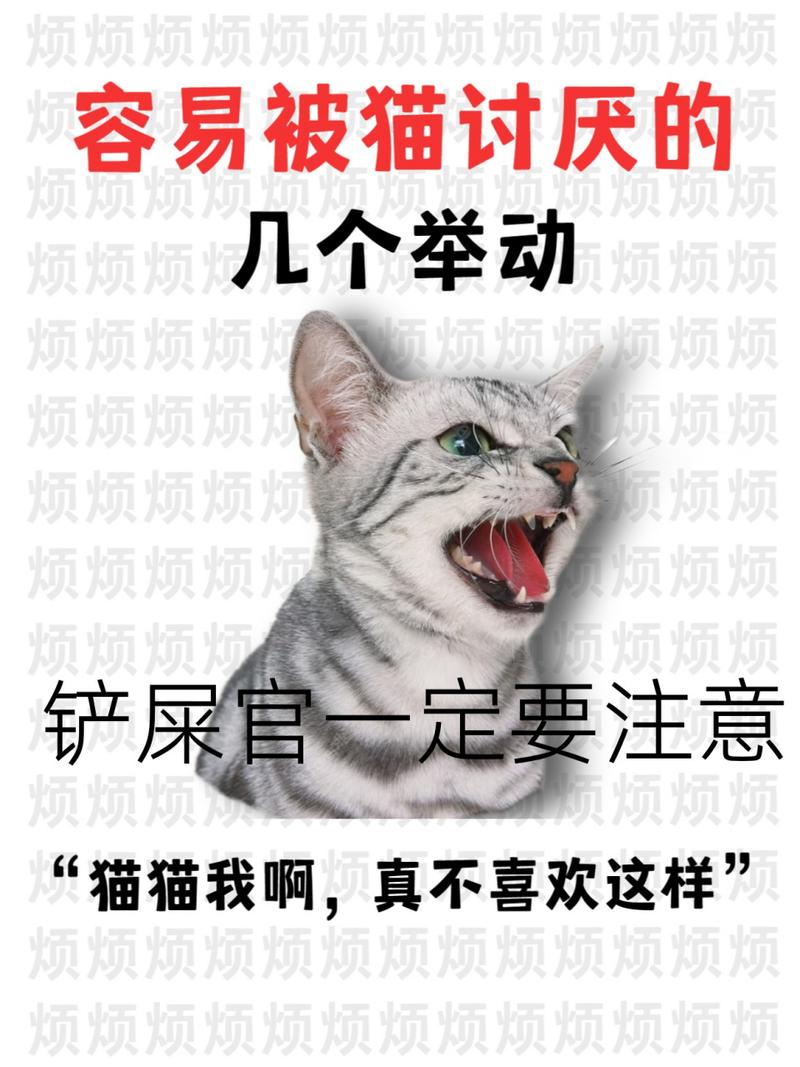 这些事会让猫咪失去对主人的信任