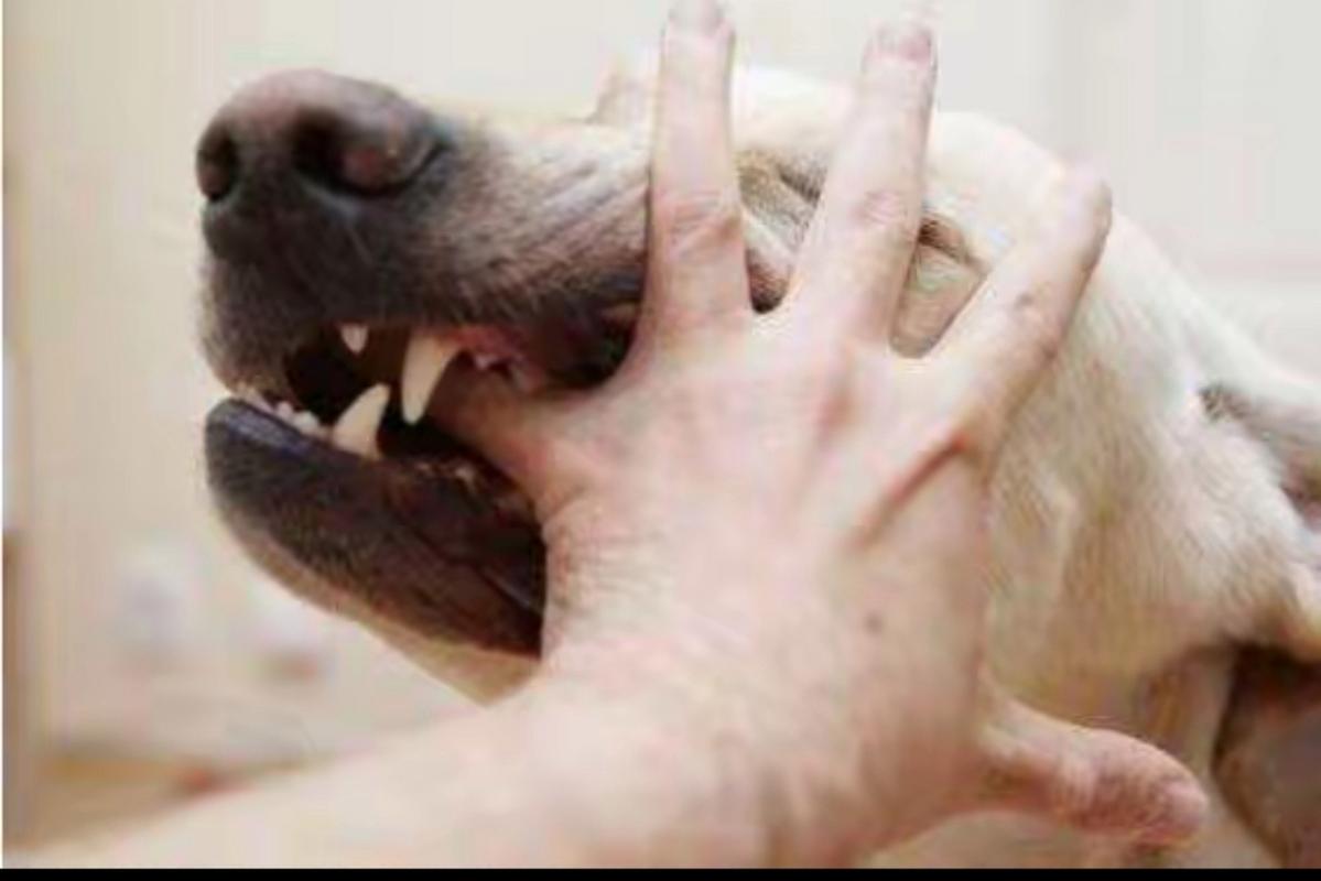 怀孕狗狗为什么咬主人的手