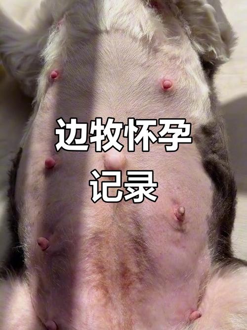 狗狗怀孕之后性格会很温和吗?