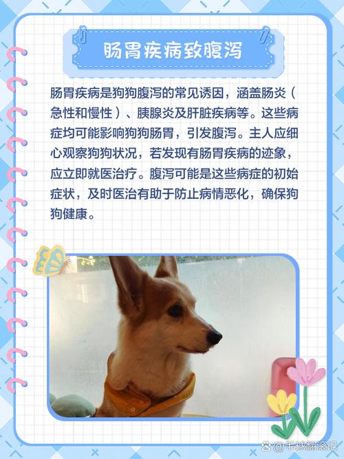 狗狗拉肚子是什么原因,该如何处理?