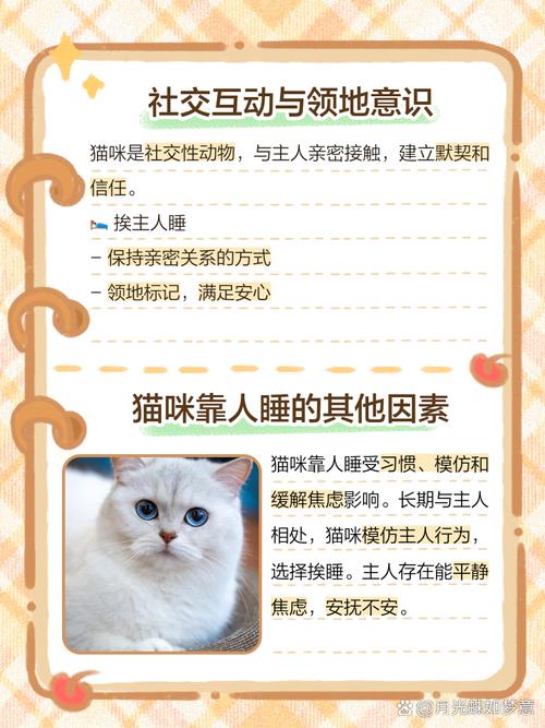 猫咪为什么喜欢靠人睡