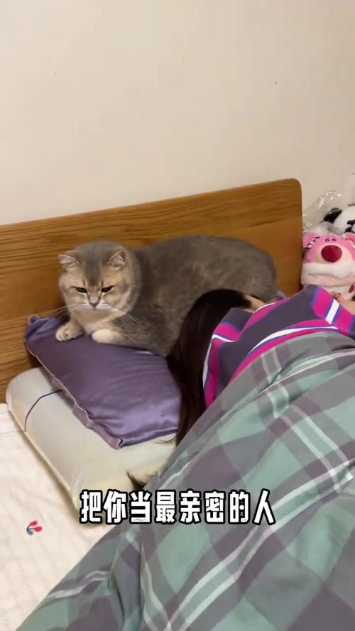 猫为什么喜欢挨着人睡觉