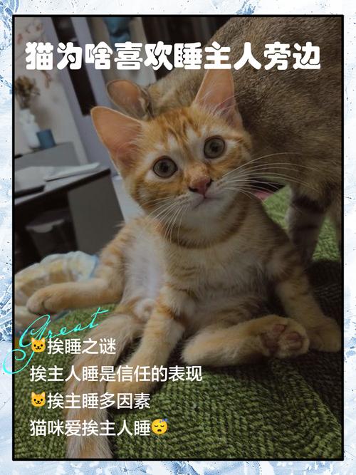 布偶猫喜欢“挨着”主人睡,不只是喜欢你,有这些原因!