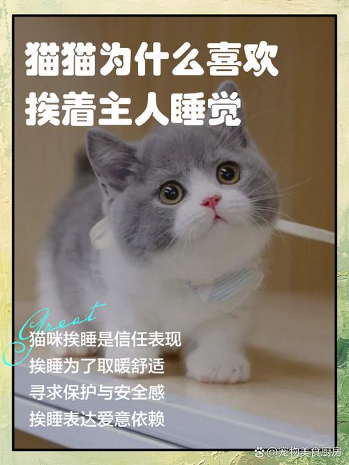 为什么猫喜欢挨人睡觉,猫喜欢挨人睡觉的原因