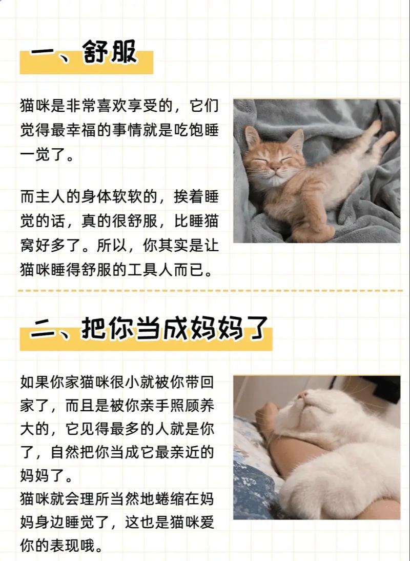 6年养猫经验|猫咪为什么喜欢挨着你睡?