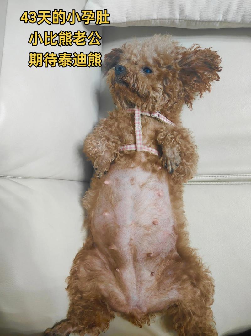 比熊犬怀孕的明显症状