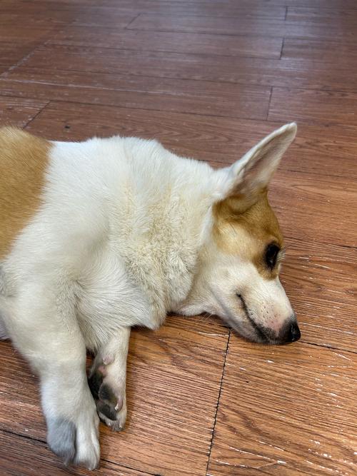 狗狗睡觉为什么老是叹气