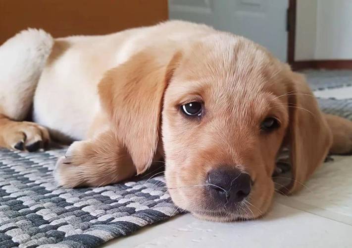 为什么抱狗狗它会叹气