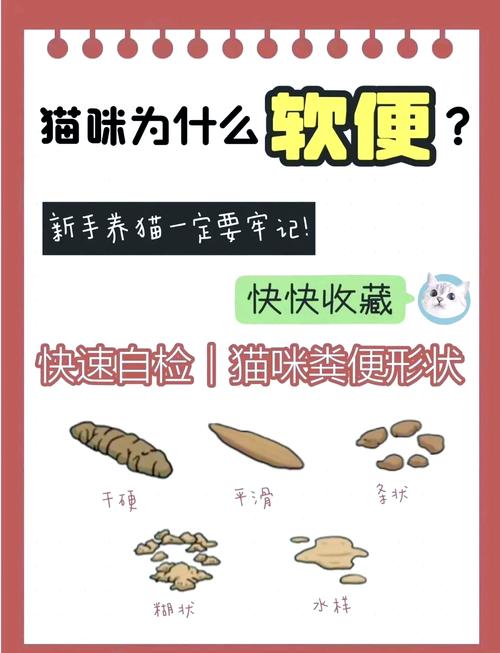 猫不吃东西拉肚子是什么原因