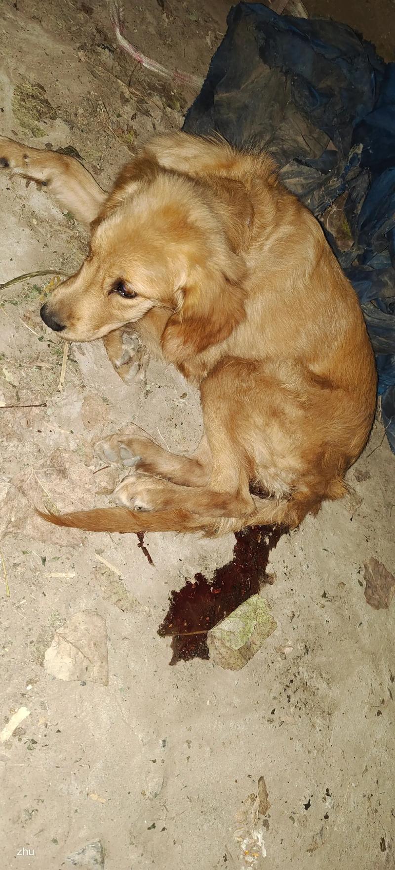 家养狗恶心,不吃东西拉血水是什么毛病呢