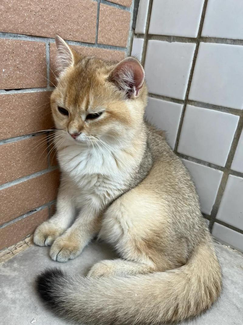 猫打完妙三多吐黄水是否说明体质差