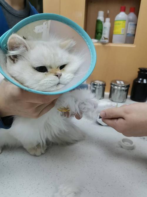 猫咪一岁打完针呕吐伸舌头是怎么了呢