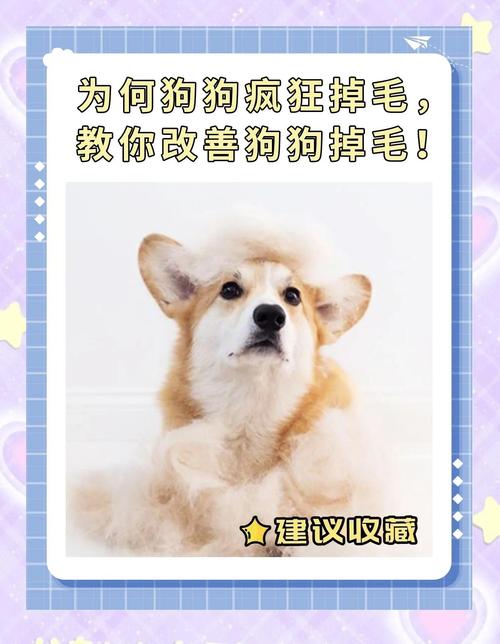 狗狗掉毛严重什么原因