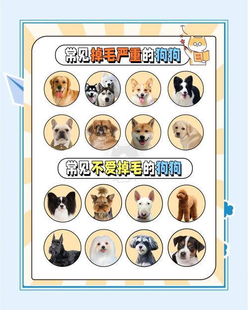 “爱掉毛”的10大狗狗!