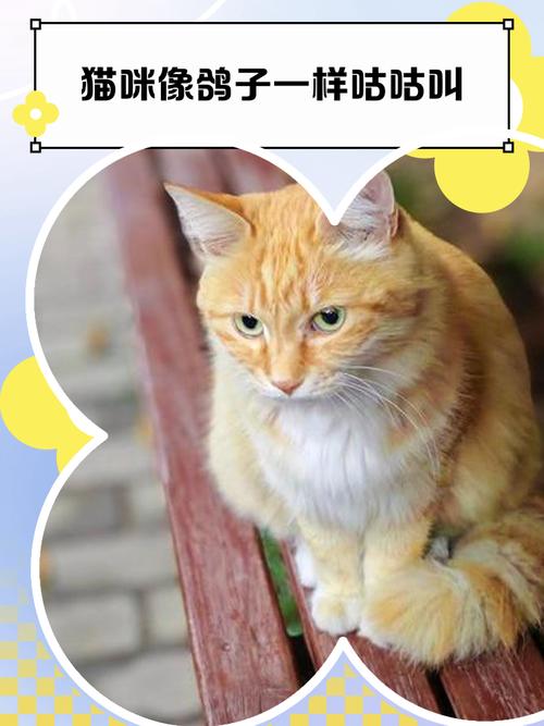 为什么我家的猫会在我睡觉的时候趴在我身上发出咕咕咕的声音...