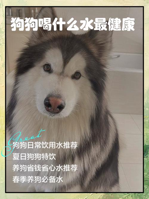 小狗可以喝益力多吗