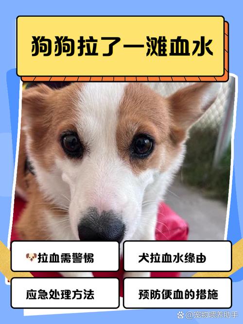 我家俩月的金毛狗狗拉血怎么办?速求答案,解决方法