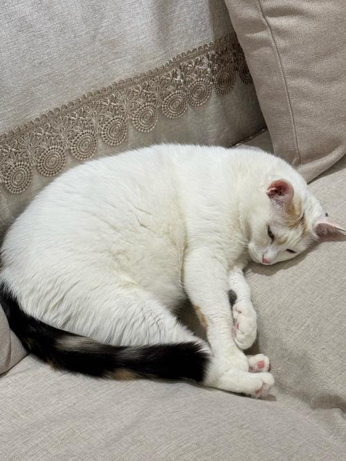 猫三岁相当于人多少岁