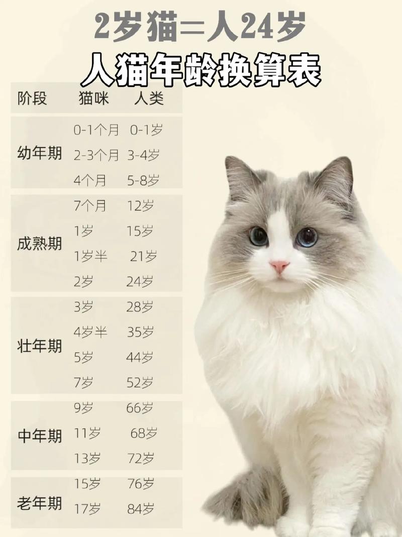 猫一年相当于几岁