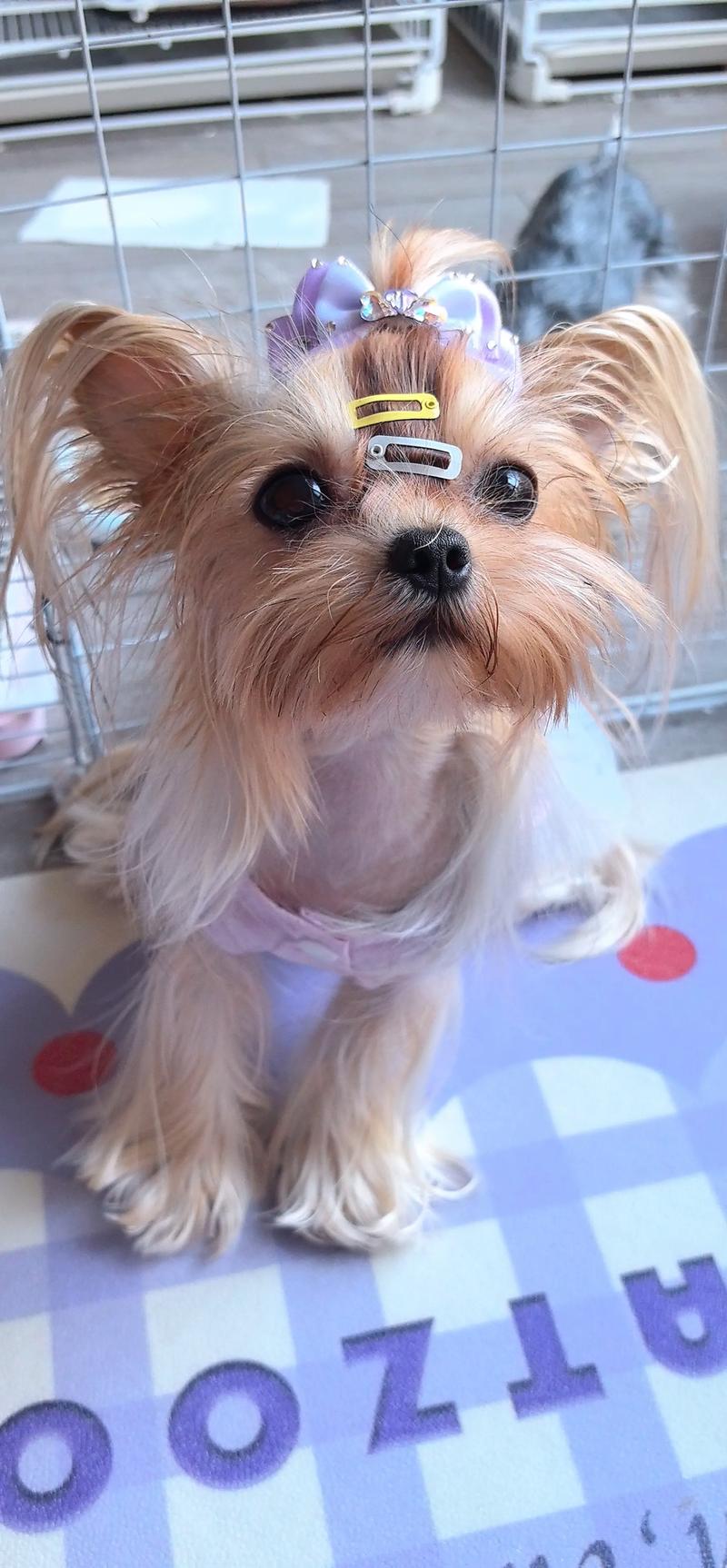 约克夏狗狗怀孕体温37度多久分娩