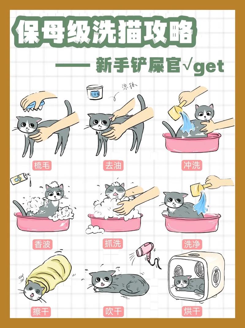 五十多天的小奶猫可以洗澡吗?