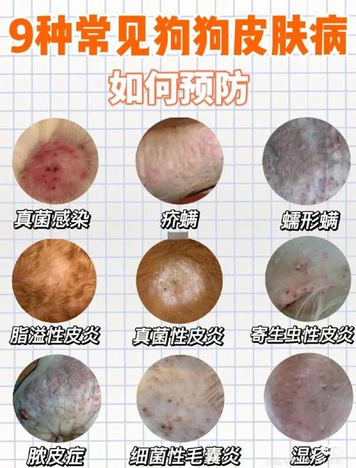 狗狗得了皮肤病怎么办?