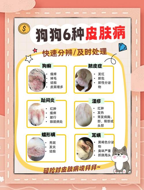 狗狗皮肤病怎么办?自己在家如何治疗?