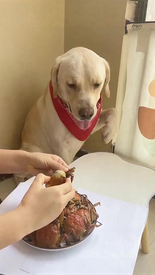 狗狗能吃螃蟹吗?