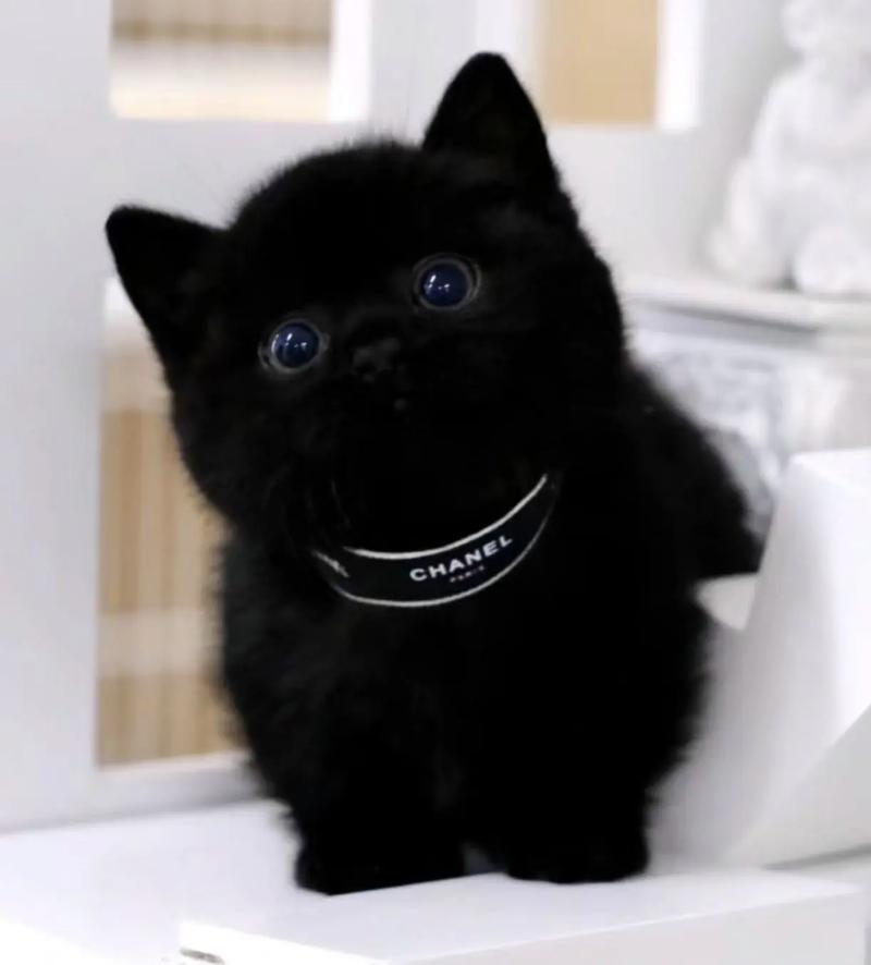 黑猫属于什么品种的猫为什么不建议养