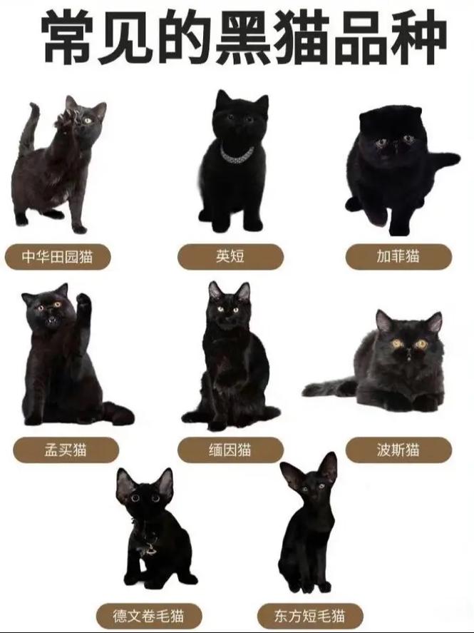 纯黑猫咪是什么品种