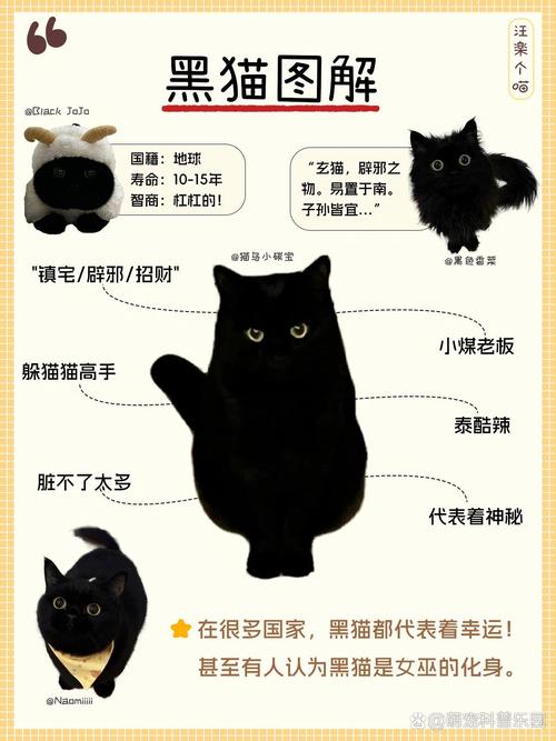 纯黑的猫一般人养不了