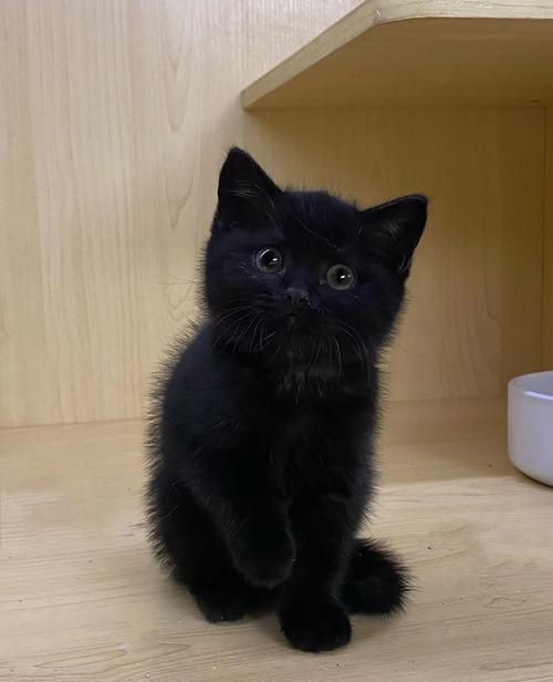 黑猫是什么品种的猫