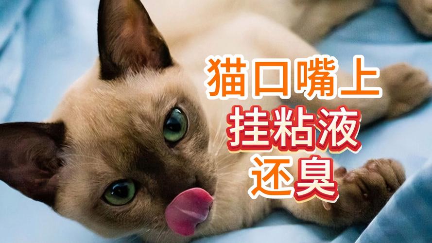 猫咪嘴巴很臭怎么办?