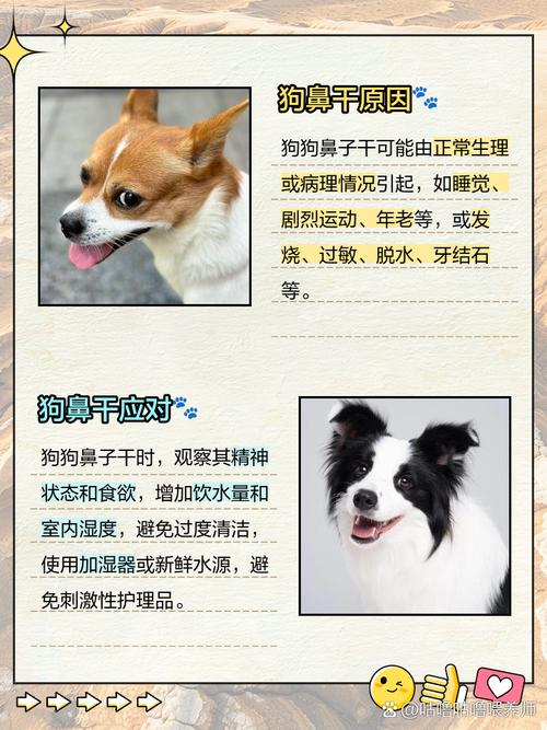 狗狗只想喝水,不愿吃东西怎么办?