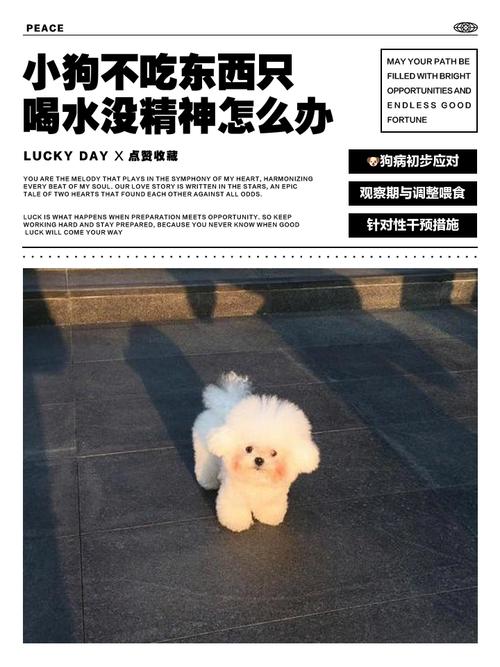 狗狗不吃东西怎么办呢:狗狗不爱吃饭怎么办。怎样增强狗狗的食欲?