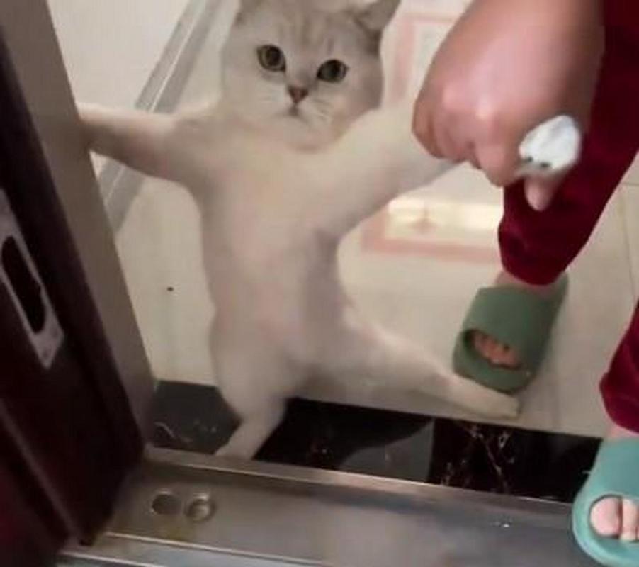 捡的流浪猫为什么晚上一直叫不停流浪猫为什么爱叫