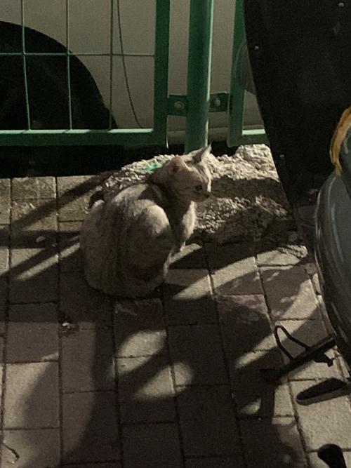 小猫刚到家就躲在沙发下面不出来,还一直叫是怎么回事?