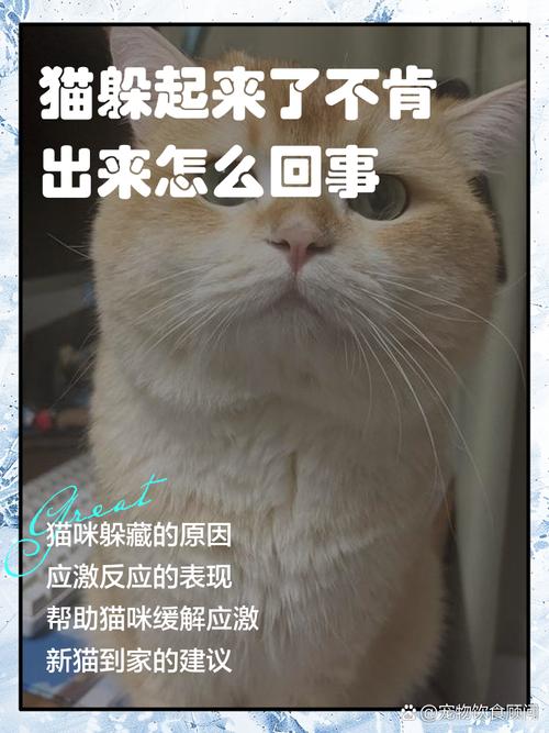 猫猫一直叫是怎么回事?
