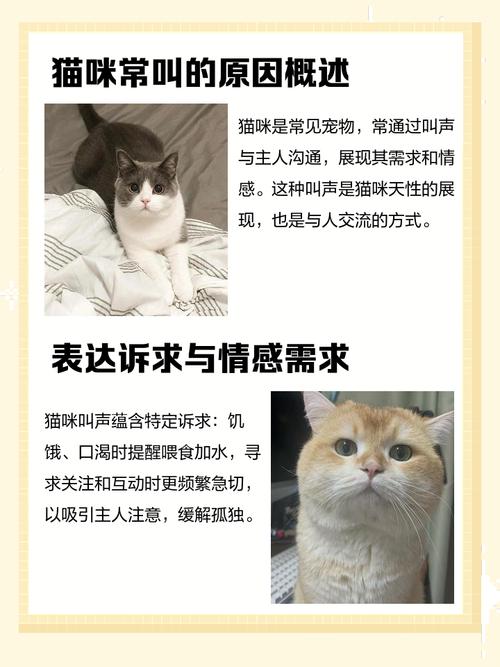 猫猫吃饱了还一直叫,猫吃饱一直叫是为什么