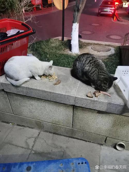 猫猫躲床底下一直叫是什么情况?