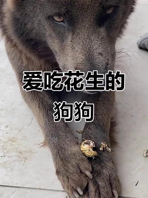 狗狗能吃煮花生米吗
